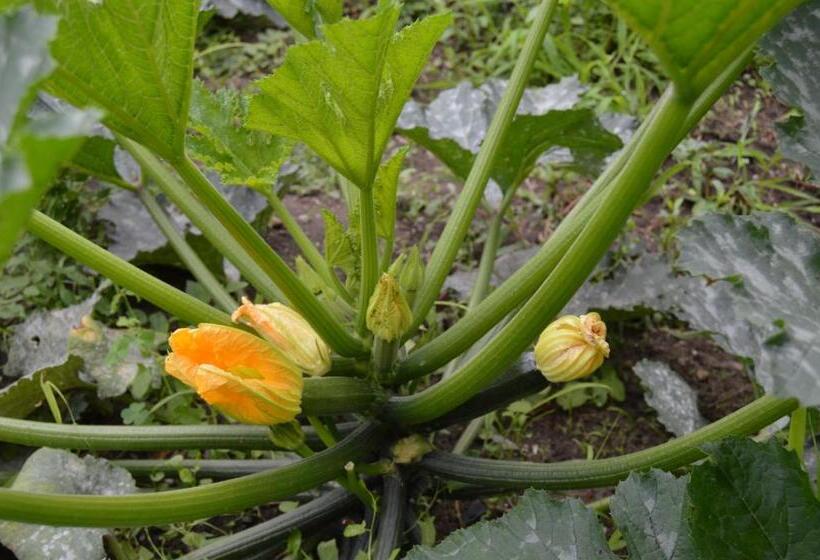 Bed and Breakfast La Vieille Distillerie