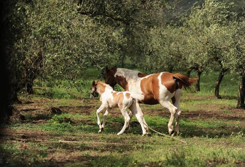 酒店 Agriturismo Frantoio Mafrica