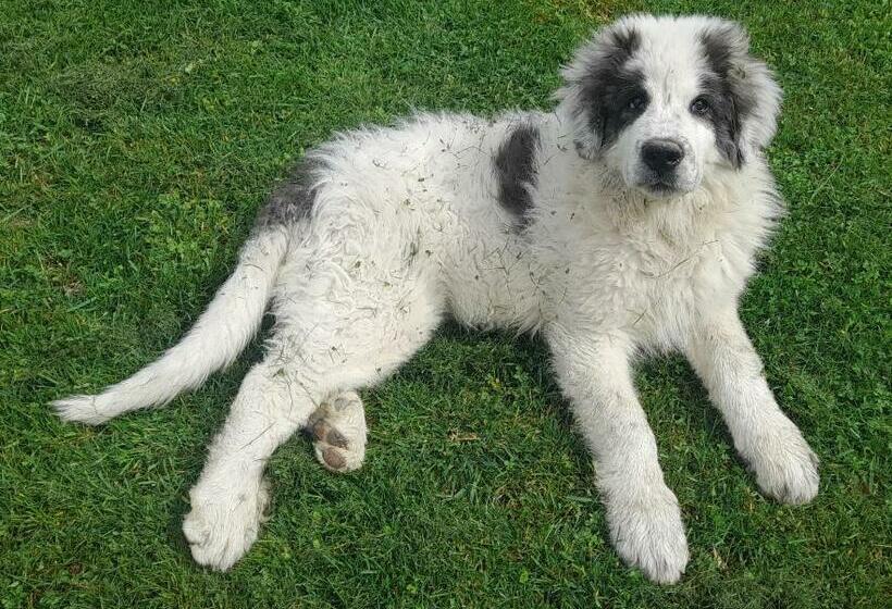 בית מלון כפרי Agriturismo Riparossa