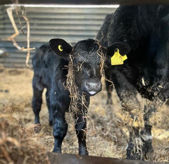 فندق Berwyn Shepherds Hut
