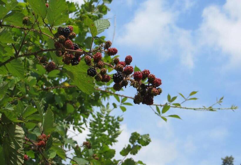 La Bella Dormiente B&b