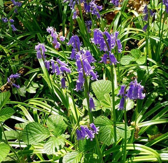 B&b Prince D’orange Waterloo