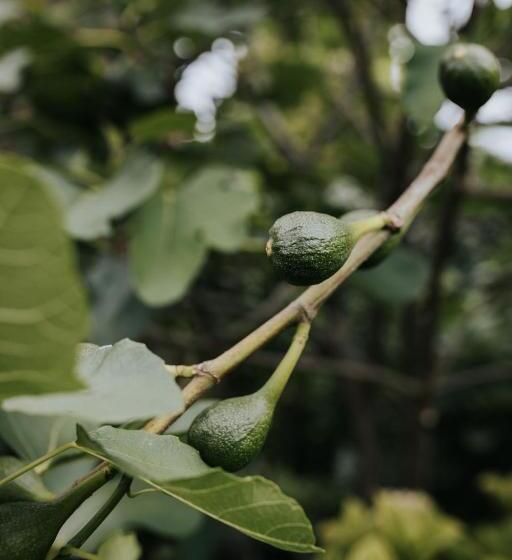 住宿加早餐  De Vijgenhof