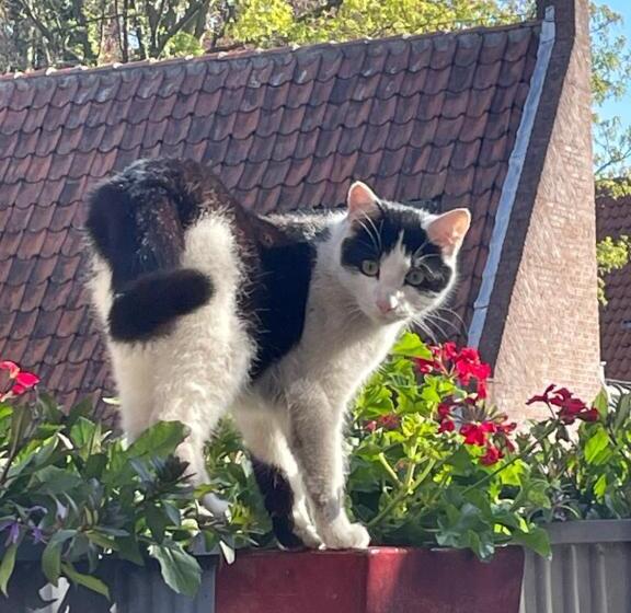 تختخواب و صبحانه Nr22 Leiden