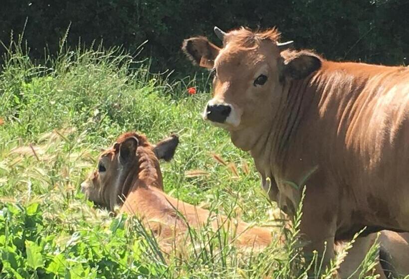 בית מלון כפרי Capannacce Organic And Horse Farm