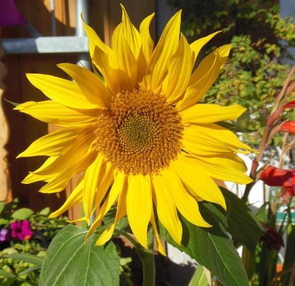 بنسيون Sonnhof