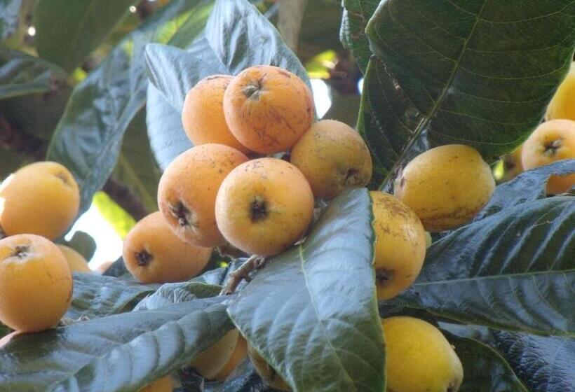 پانسیون Tropical Fruit Garden