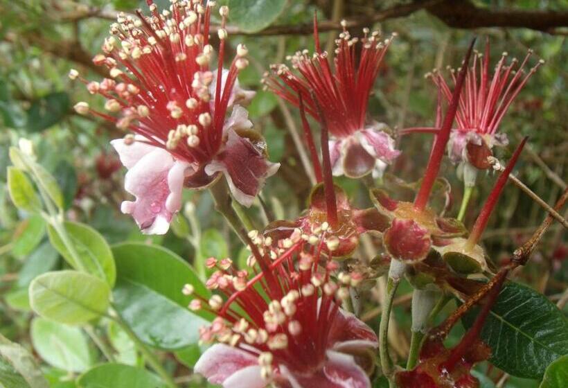 پانسیون Tropical Fruit Garden