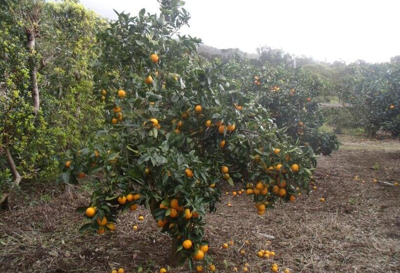 پانسیون Tropical Fruit Garden