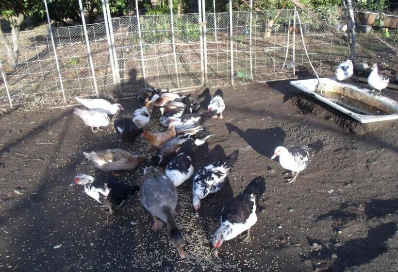 پانسیون Tropical Fruit Garden