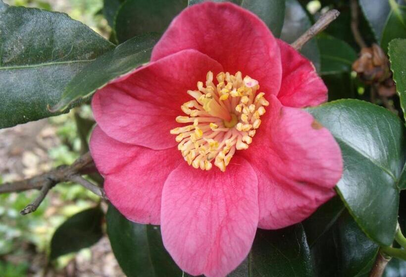 پانسیون Tropical Fruit Garden