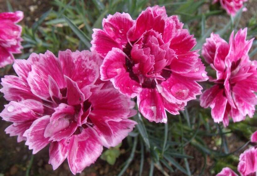 پانسیون Tropical Fruit Garden