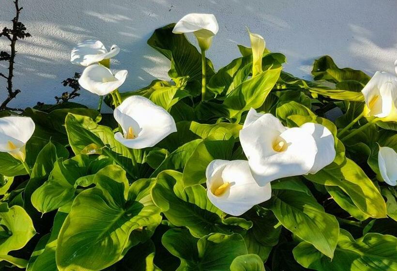 Пансион Villa Da Melis