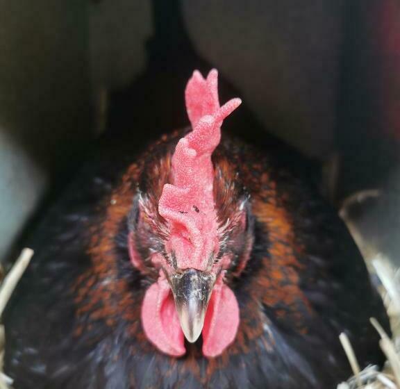 B&b A La Ferme D Ourches