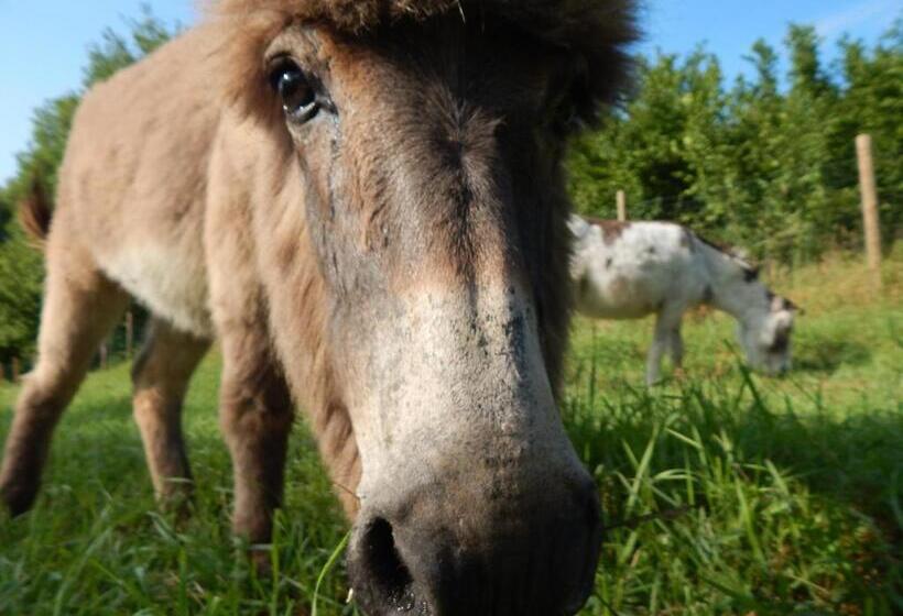 Bed and Breakfast Gilda E I Suoi Amici