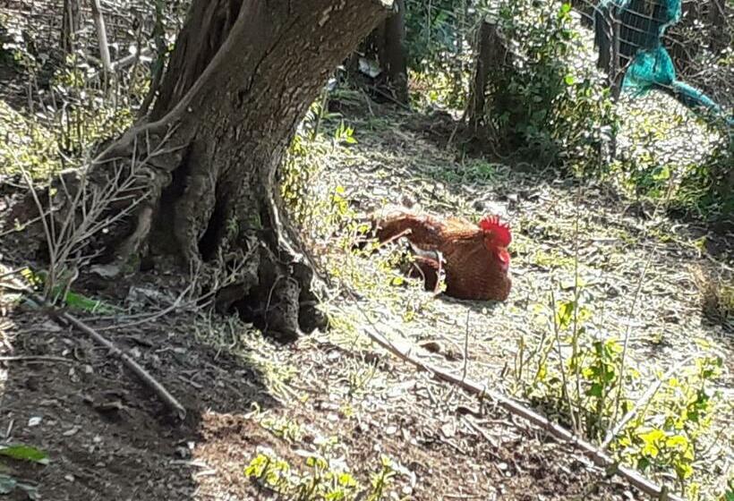 مبيت وإفطار Marika S Home