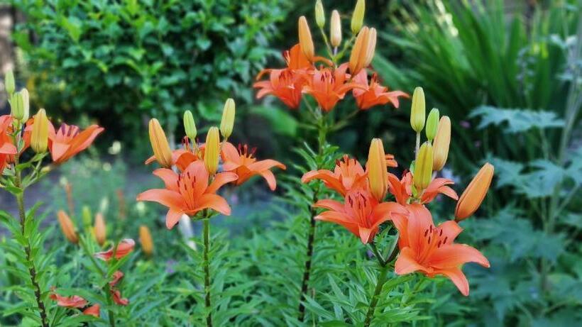 ベッドアンドブレックファースト Overbosch