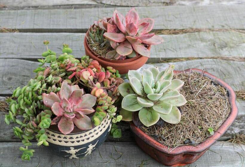 مبيت وإفطار The House Of Braganza