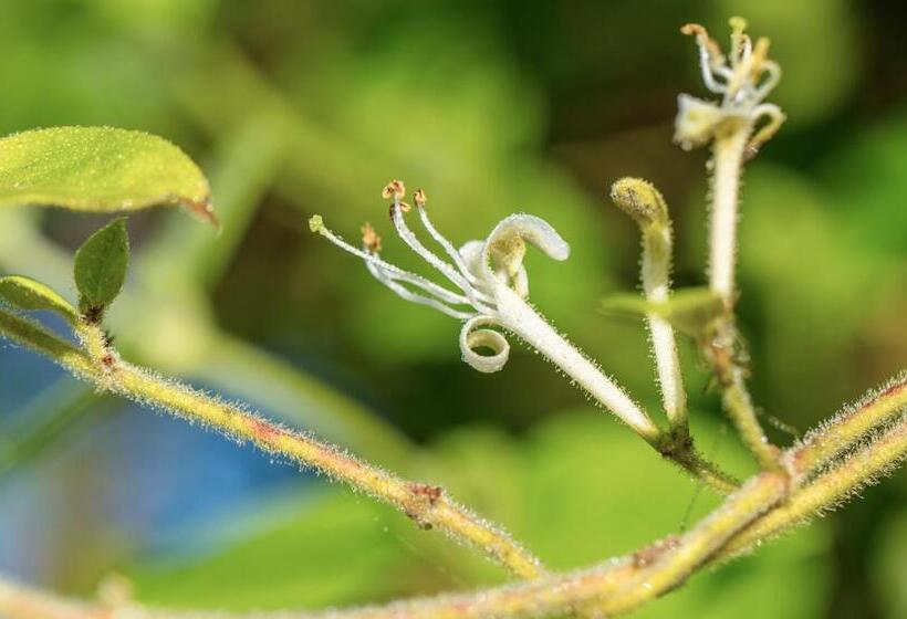 민박 The Wild Seeds