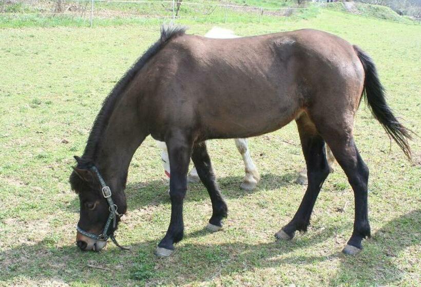 بنسيون Gadányi Vendégház és Lovarda