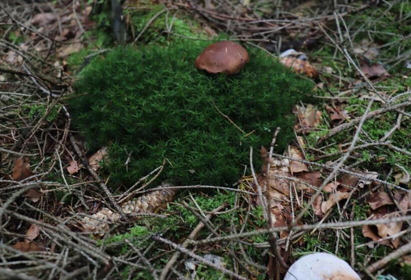 펜션 Roubenka Elisabeth