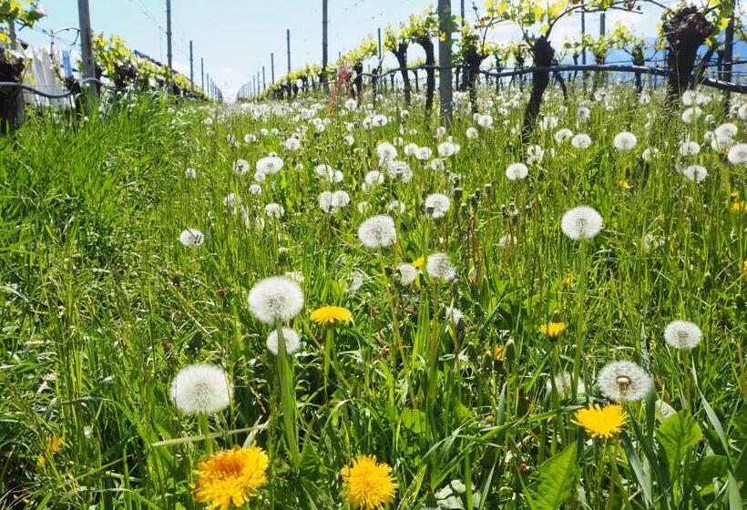 住宿加早餐 Appartements Weisshauserhof