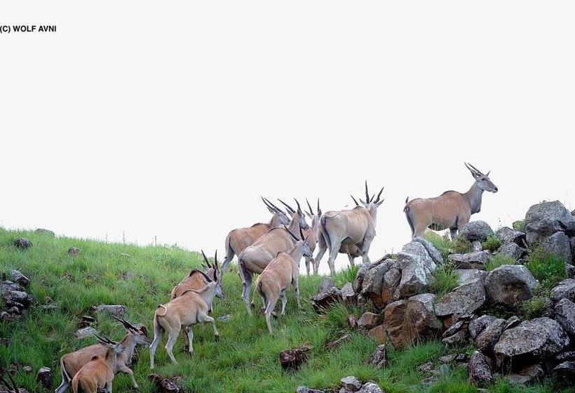 בית מלון כפרי Giantscup Wilderness Reserve
