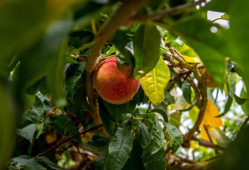 פנסיון Casa Paço D`ilhas