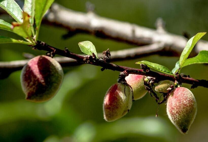 هتل The Siena Village