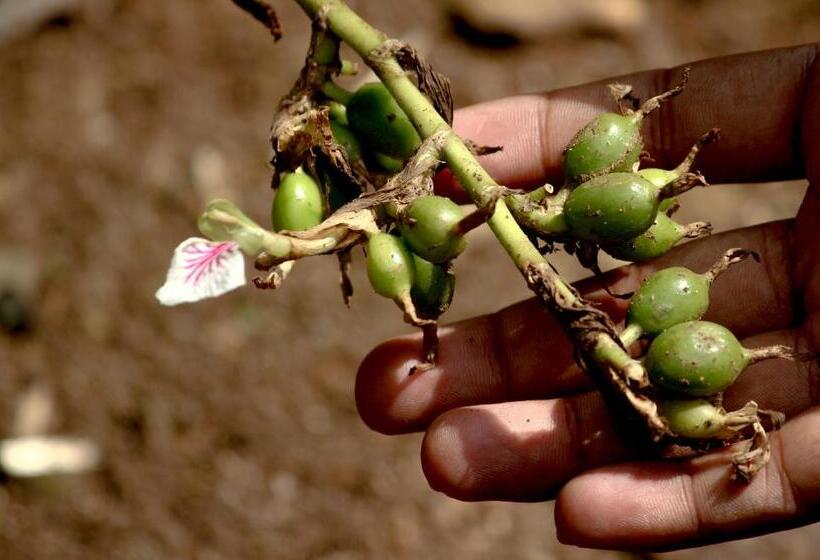 هتل The Siena Village