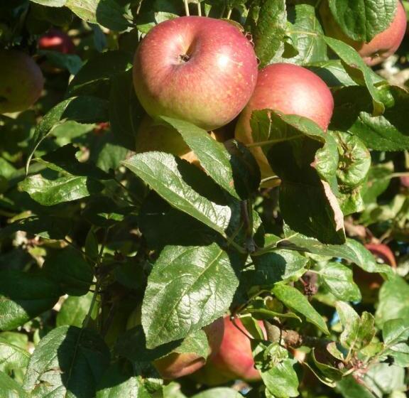 住宿加早餐  Chambre D Hôte Près De Deauville