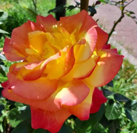 ベッドアンドブレックファースト La Cancellata Di Mezzo