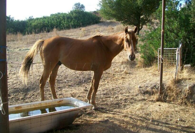 ホテル Agriturismo Lu Palu