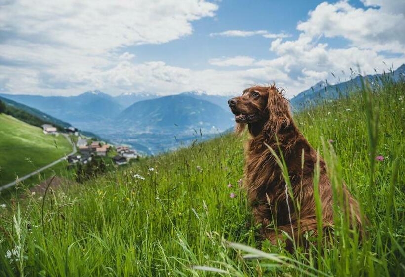 酒店 Ferienwohnungen Wiesbauer