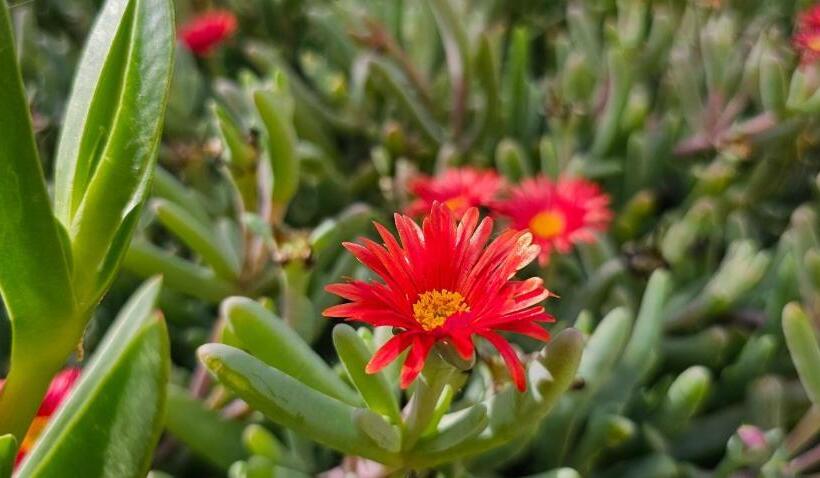 بنسيون Golden Baibah