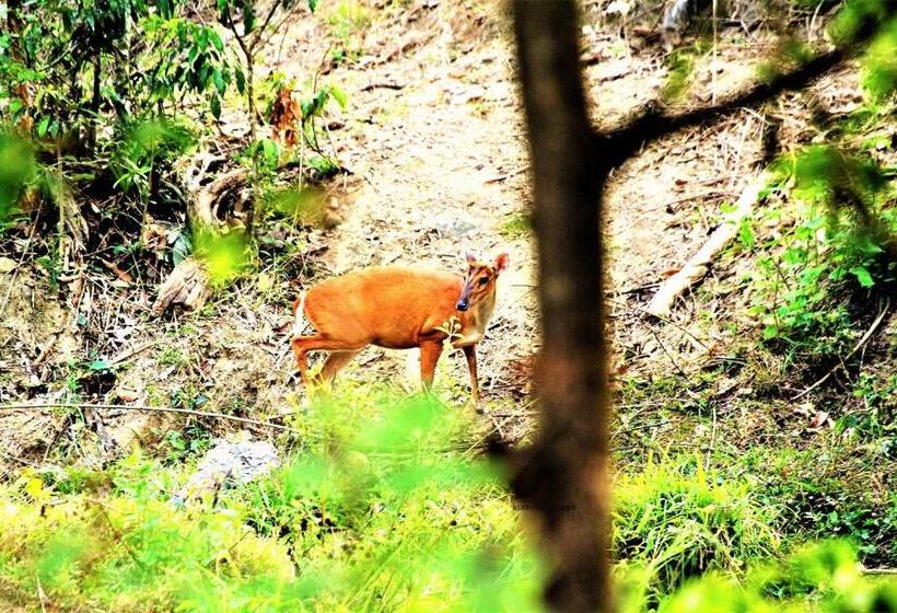 리조트 Kum Nangpaya