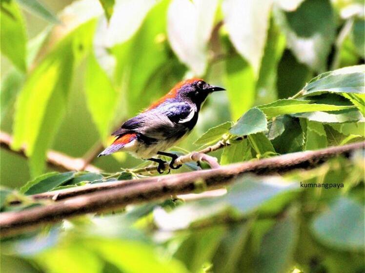 리조트 Kum Nangpaya