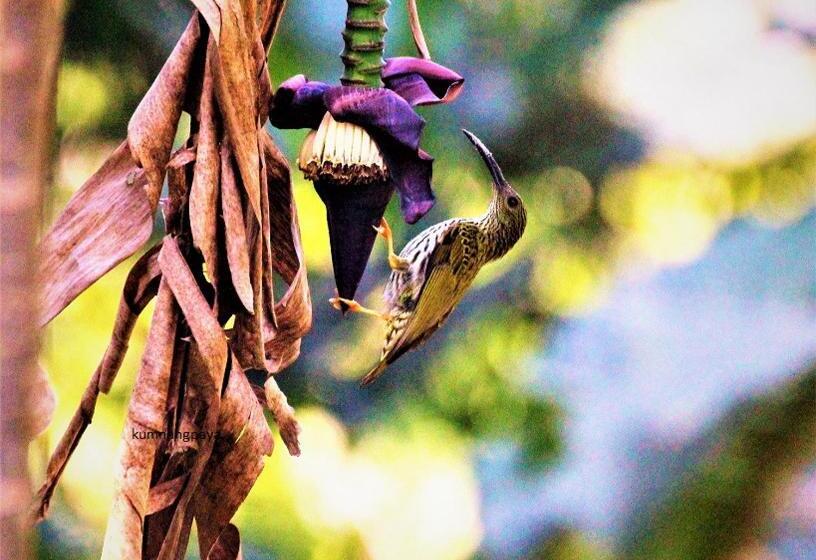 리조트 Kum Nangpaya