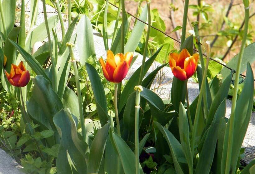 B&b Alle Ortensie Blu