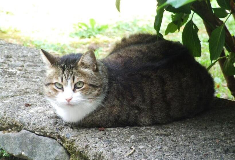 B&b Alle Ortensie Blu