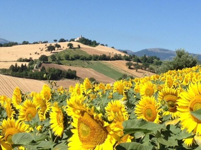 مبيت وإفطار Casale Delle Rondini