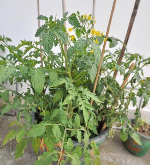 Elite Apart Pansiyon