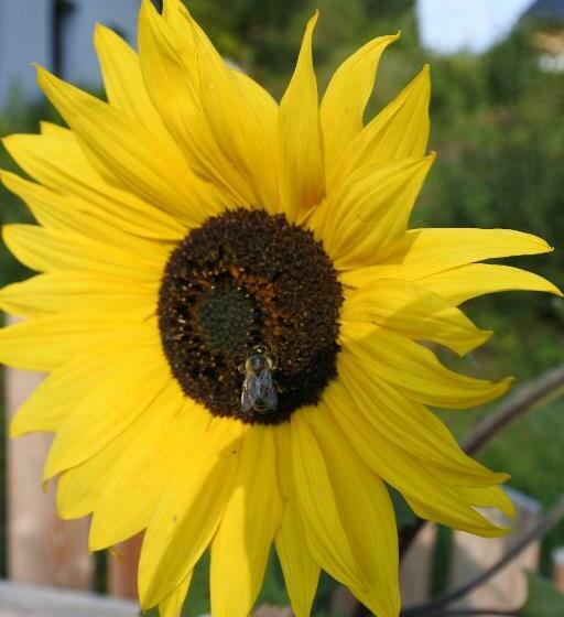 בית מלון כפרי Biohof Teufel