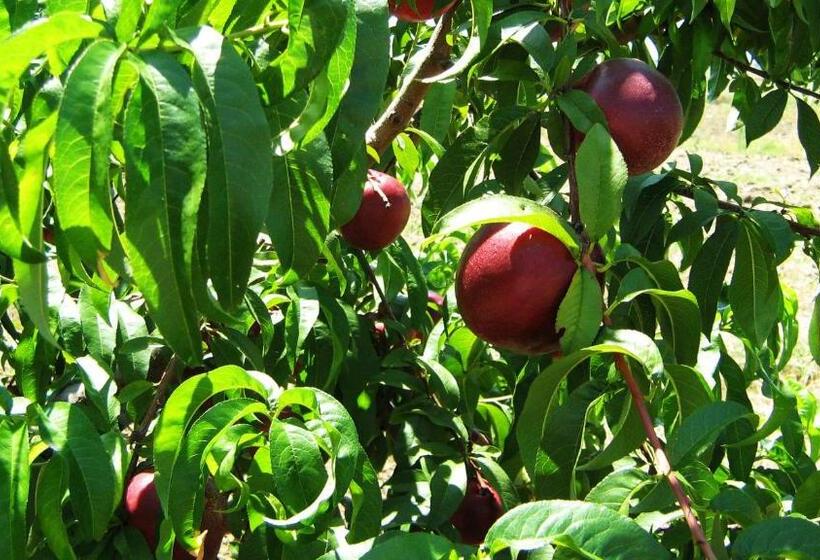 Hotel Nato Contadino