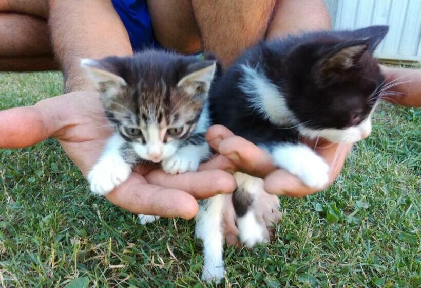 בית מלון כפרי Country Rooms & Suite La Quercia