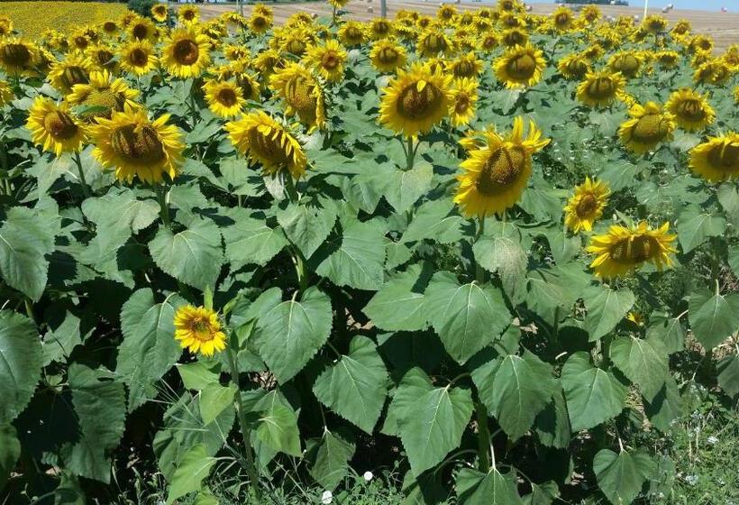 בית מלון כפרי Country Rooms & Suite La Quercia