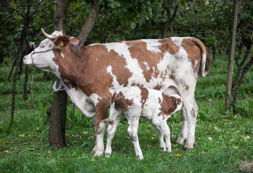 Отель Dai Minisins