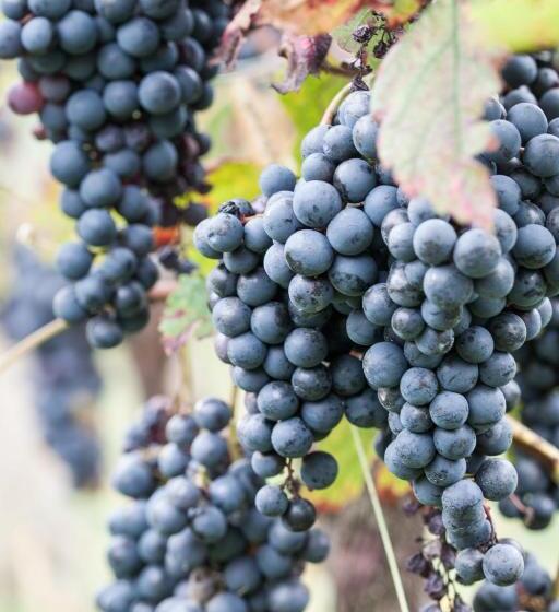 Отель Dai Minisins