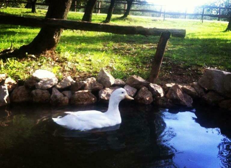 فندق La Masseriola Agriturismo