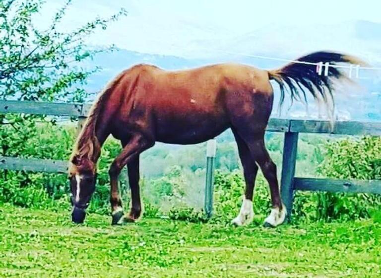 فندق La Masseriola Agriturismo